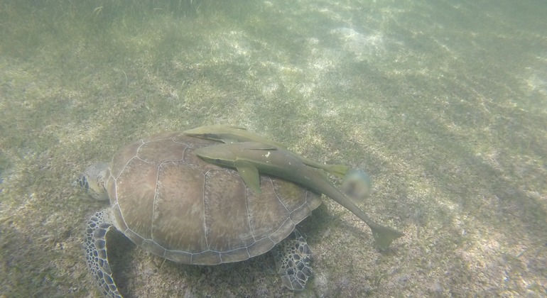 Observação de tartarugas marinhas Snorkel Privado Mini Grupo