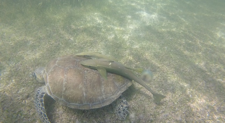 Sea Turtles Watching Snorkel Private Mini Group Provided by Carlos tec