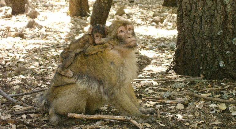 atlas-mountain-tour-from-marrakech-es-11