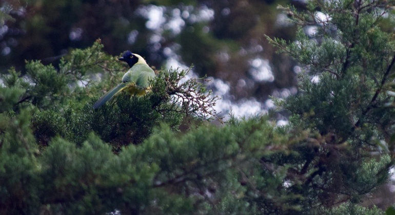 Escursione sul Sentiero degli Antenati Santa Elena, Parco Arvi