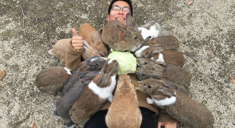 Okunoshima, Rabbit Island Tour, Japan