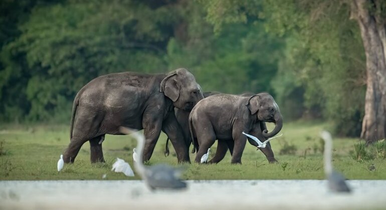 Safari da vida selvagem no Parque Nacional de Kumana Organizado por Arugambay Tours 