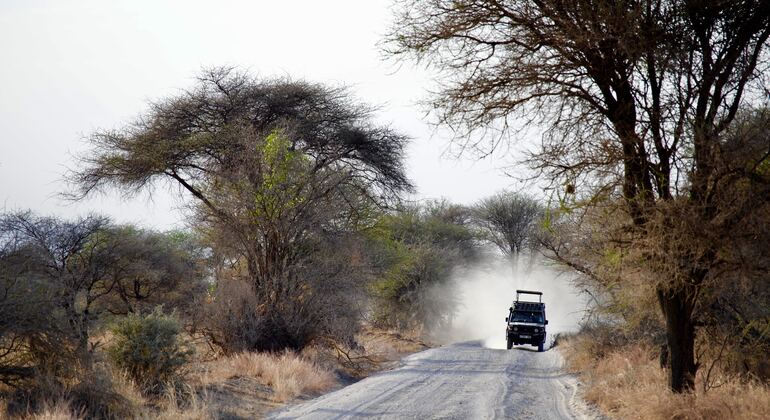 Excursión de un día por el Parque Nacional de Tarangire 