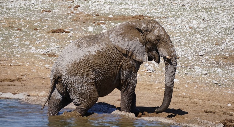 Excursión de un día por el Parque Nacional de Tarangire  Tanzania — #2