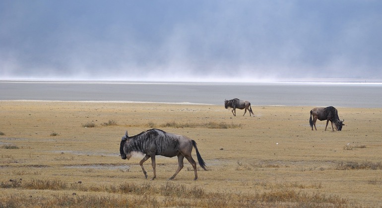 Gita di un giorno al cratere di Ngorongoro Tanzania — #1