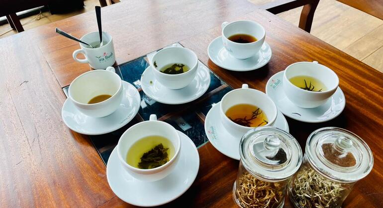 Tour delle piantagioni e delle fabbriche di tè, Sri Lanka