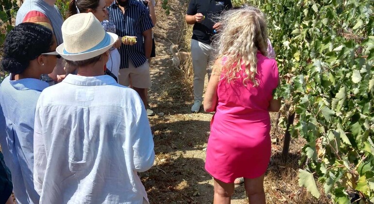 Vinos y licores cretenses Operado por Cretan Vioma