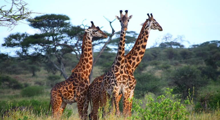 Explorar el Parque Nacional de Arusha en un día Operado por nihapa tours