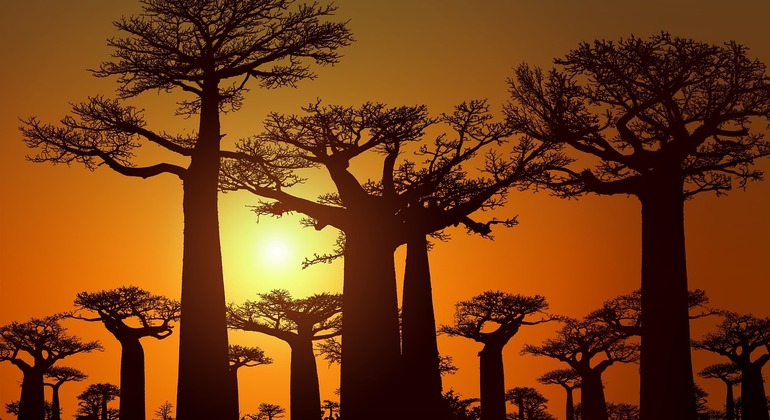 The Avenue of Baobabs Sunset Tour, Madagascar