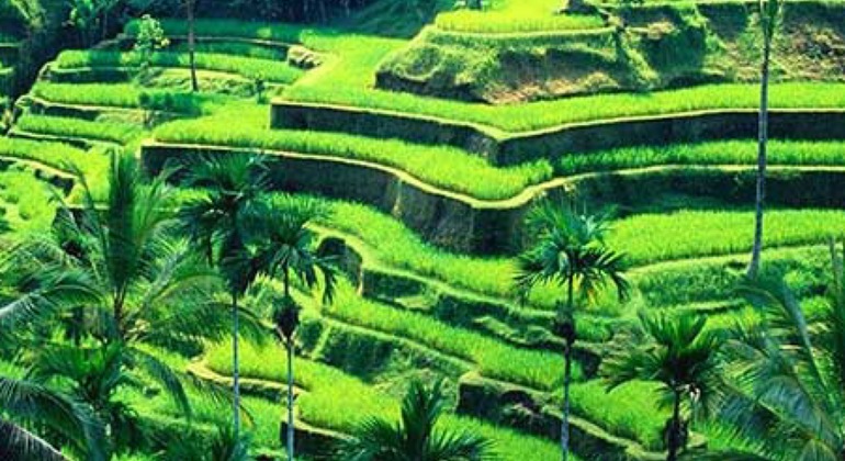 Bali: Ubud Highlights Private Tour with Transfers