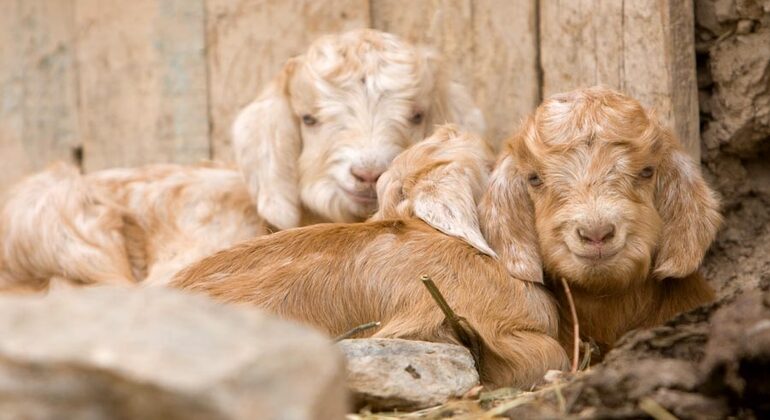 Undiscovered Uzbekistan: Ukhum Village Tour from Samarkand Uzbekistan — #4