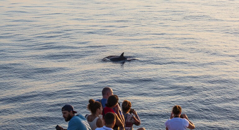 Alcudia: Observación de delfines en el mar, Spain