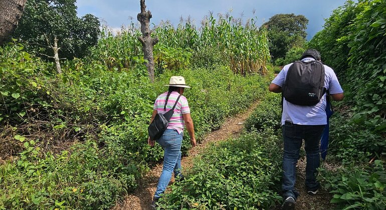 Tour Artesanal de Café Guatemala — #2