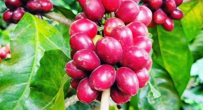 Tour Artesanal de Café Guatemala — #6