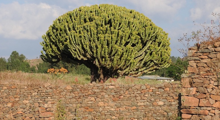 Axum Tour privado em automóvel, Ethiopia