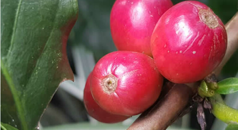 Salto del Tequendama et visite d'une ferme de café