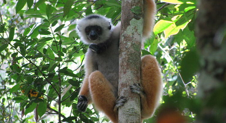 Excursão aos lémures de Madagáscar, Madagascar