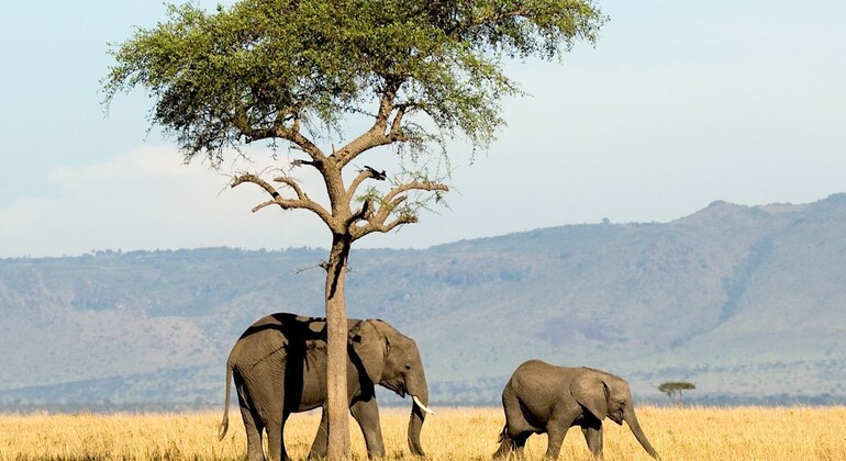 4 Tage Tansania Gruppensafari-Erlebnis ab Arusha. Bereitgestellt von AFRICA NATURAL TOURS