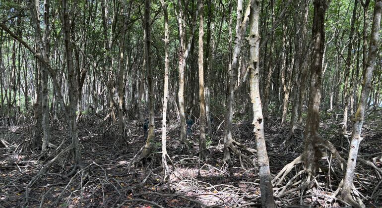 World Biosphere Reserve & History of Rung Sac Special Forces Free Tour Vietnam &mdash; #8