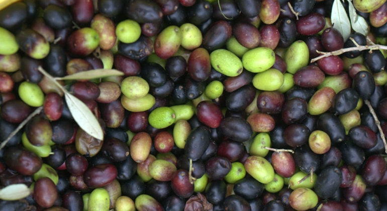 Circuit des saveurs de la Toscane : Huile d'olive et vin Fournie par Tourist Italy