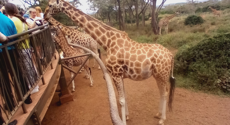 Orphelinat des éléphants - Centre des girafes Fournie par Rapela