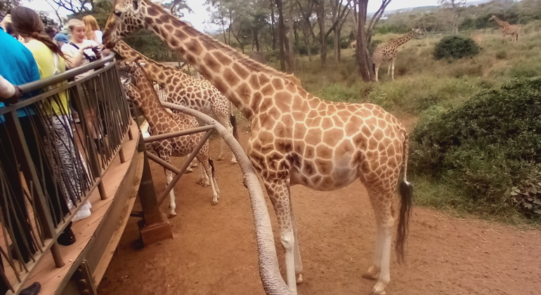 Orfanotrofio degli elefanti - Centro delle giraffe