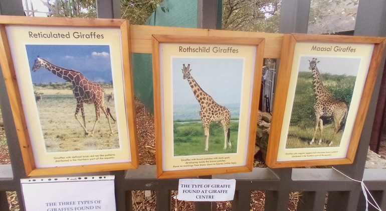 Orfanotrofio degli elefanti - Centro delle giraffe Kenya — #4