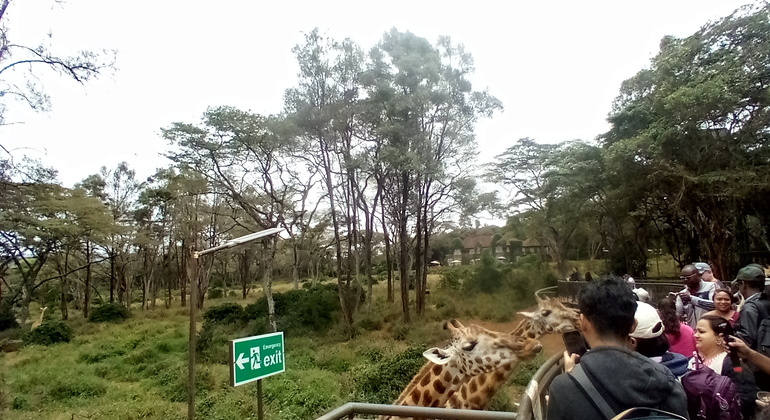 Orfanotrofio degli elefanti - Centro delle giraffe Kenya — #8