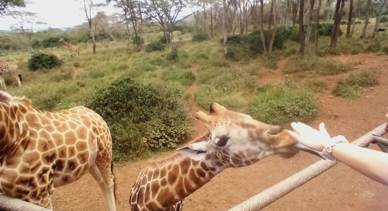Orfanotrofio degli elefanti - Centro delle giraffe Kenya — #10