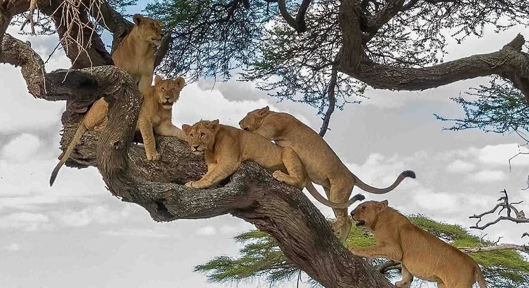 Arusha zu Fuß entdecken: Kostenlose Tour Tansania — #7