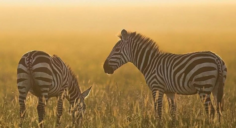 Arusha zu Fuß entdecken: Kostenlose Tour Tansania — #9