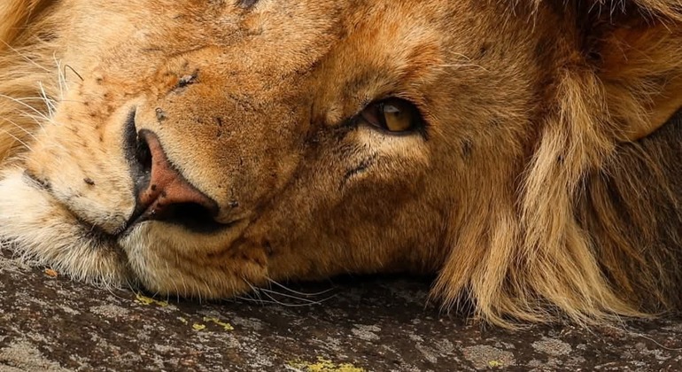 Arusha zu Fuß entdecken: Kostenlose Tour Tansania — #14