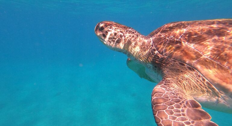 Experiencia de observación de tortugas marinas en la isla de Sal, Cape Verde