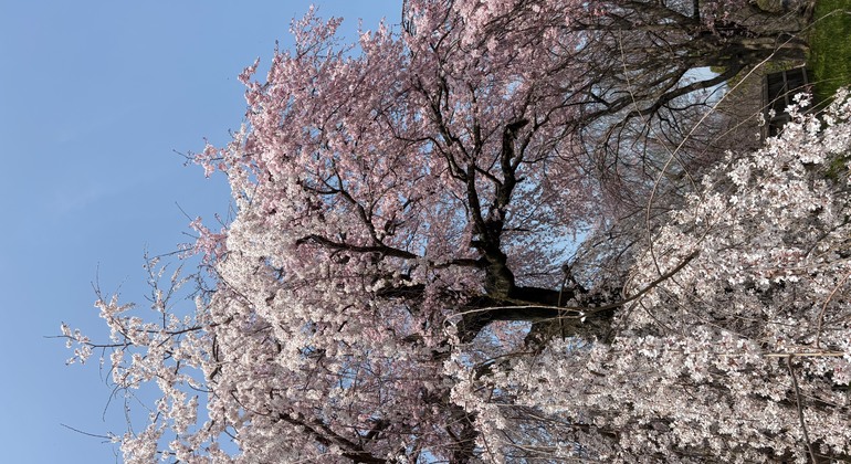 Visita gratuita a pie por la mañana temprano en Gion e Higashiyama Japón &mdash; #7