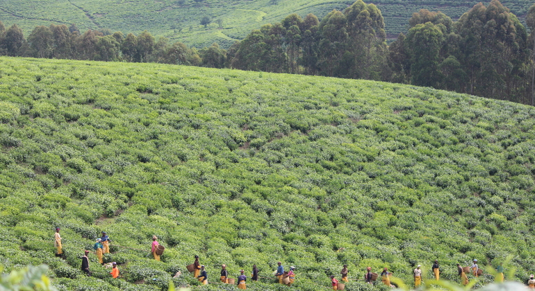 Tour del tè nel Parco Nazionale di Nyungwe