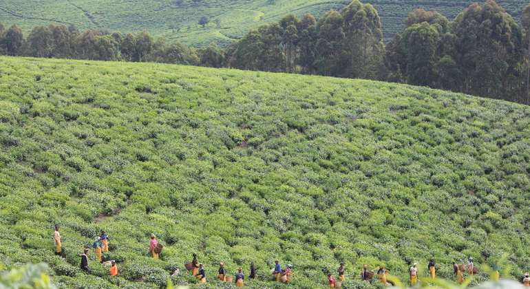 Ruta del té por el Parque Nacional de Nyungwe