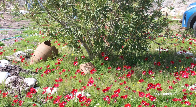 Dégustation privée d'olives et déjeuner rustique avec musique live, Turkey