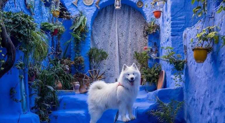 Guided Tour of Chaouen Provided by MOROCCO VISITS