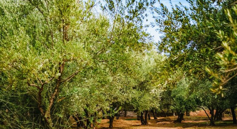 from-marrakech-ouzoud-waterfalls-guided-hike-boat-trip-es-17