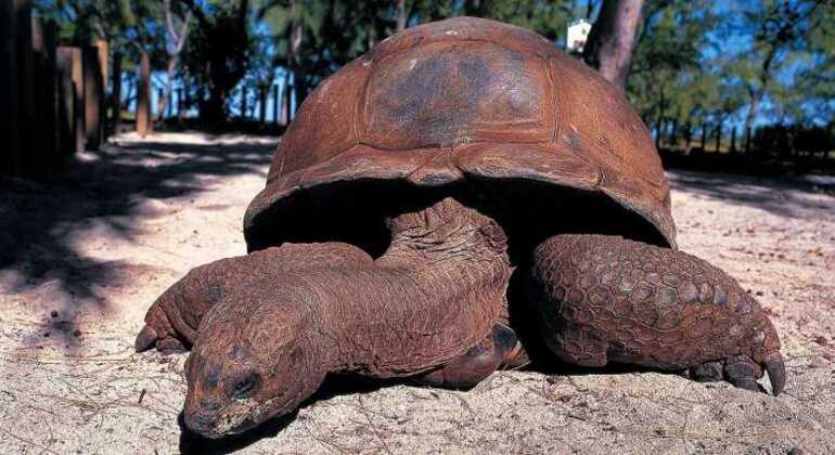 Prison Island & Nakupend Beach Tour Tanzania — #7