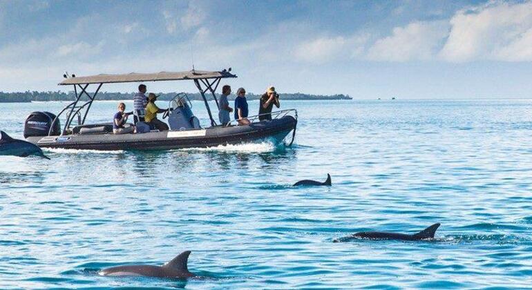 Observação de golfinhos e snorkeling na ilha de Mnemba Tanzânia — #4