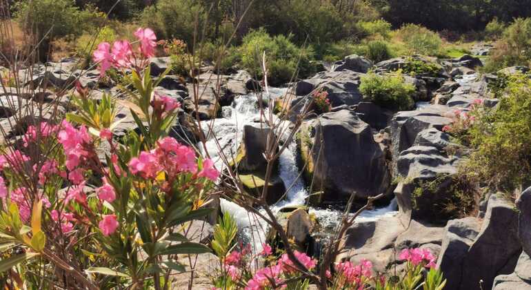 Excursion to the Alcantara Valley Provided by Maria Grazia Tour Guide