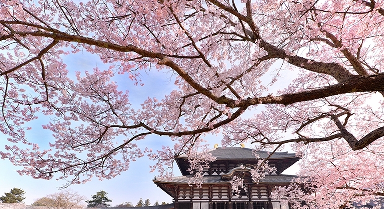 one-day-tour-from-osakakyoto-to-nara-park-es-1