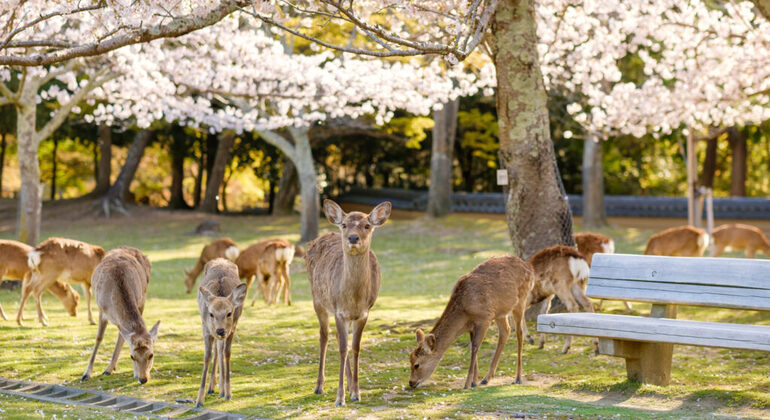 one-day-tour-from-osakakyoto-to-nara-park-es-2