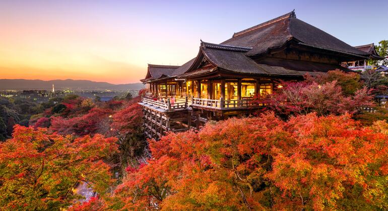 one-day-tour-from-osakakyoto-to-nara-park-es-6