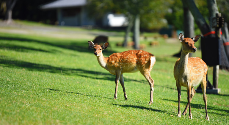 one-day-tour-from-osakakyoto-to-nara-park-es-3
