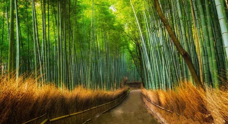 one-day-arashiyama-train-tickets-crossing-tour-from-osakakyoto-es-2
