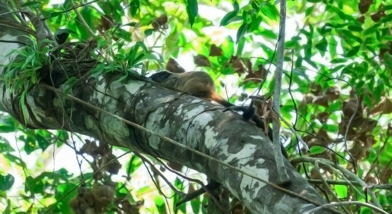 Full Day - The Jungle of the Mirrors, Yarapa River Provided by Amazon Golden Snake