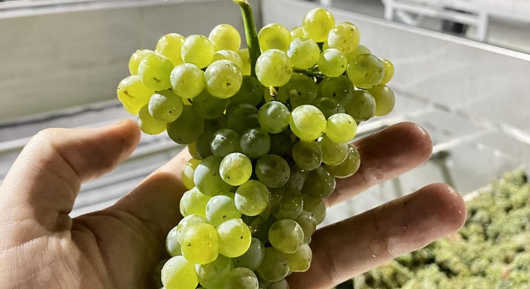 Chisinau City Tour & Visit Milesti Mici Winery