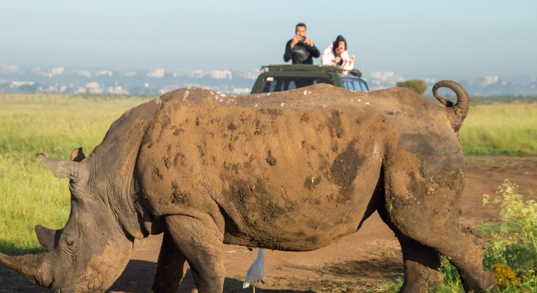 Excursão de carro de caça ao Parque Nacional de Nairobi Organizado por Live in Love Kenya tours and travel